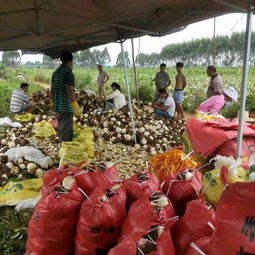 荔浦芋頭6cm以上批發(fā)供應(yīng)與市場(chǎng)行情解析